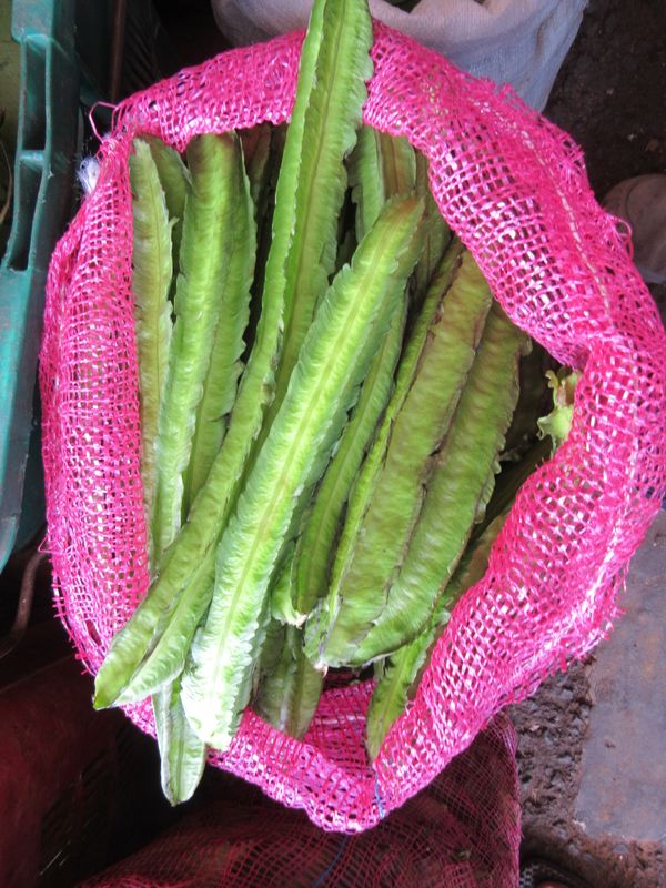 Winged Bean