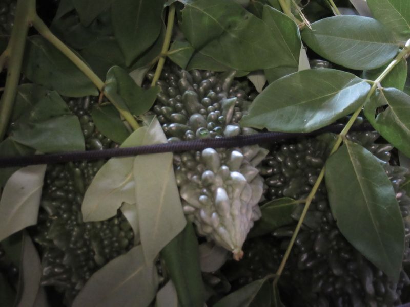Bitter Gourd