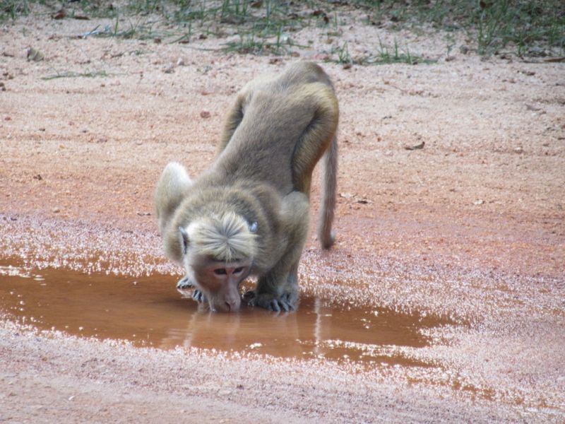 Having a wee drink