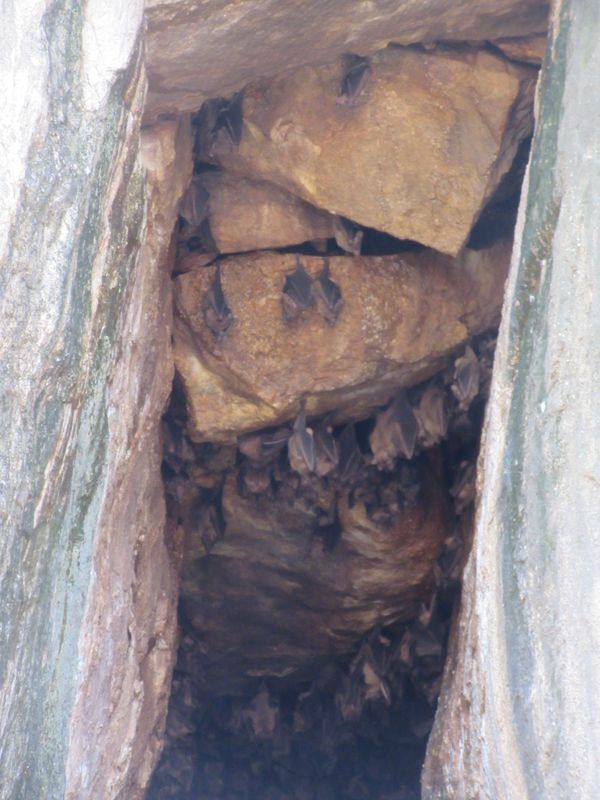 Bats hanging in the rocks