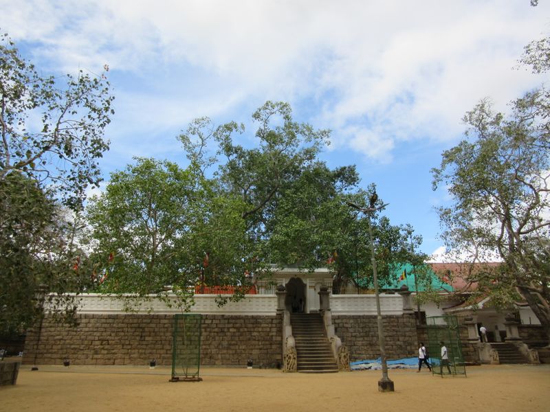 Sri Maha Bodhi - sacred tree, tended for over 2,000 years