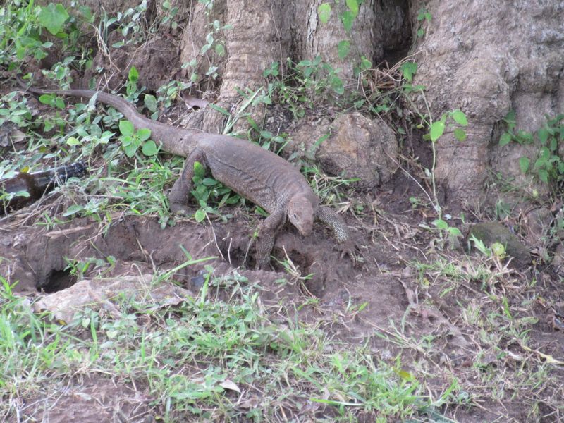 Spotting this large lizard