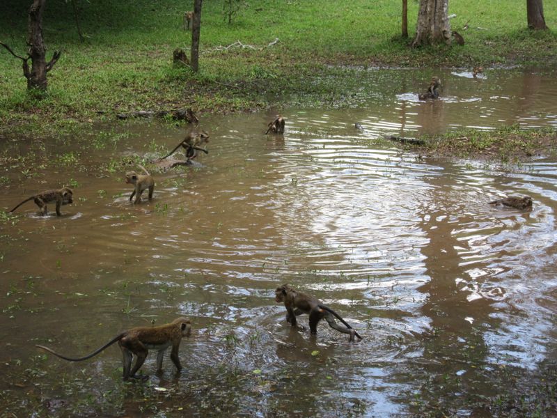 Monkeys playing in a big puddle