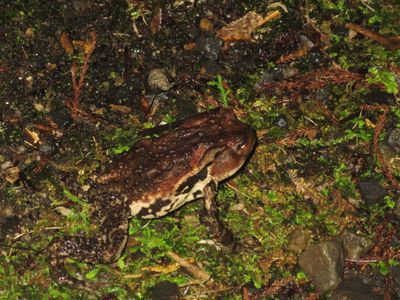 Yakushima