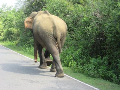 Tissamaharama and Yala N.P.