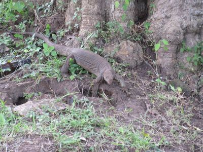 Spotting this large lizard