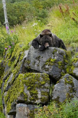 Bear hug?