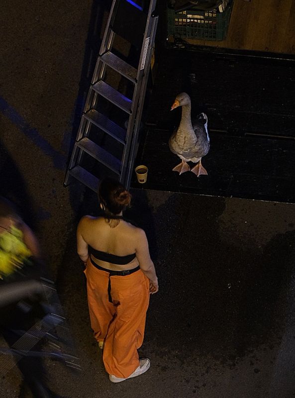 famous goose