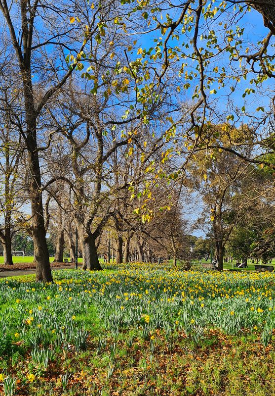 daffodils in winter