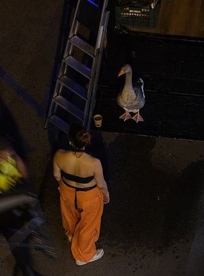 famous goose