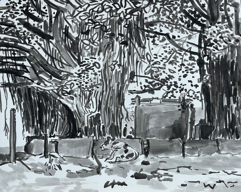 Banyan Tree No 2 
