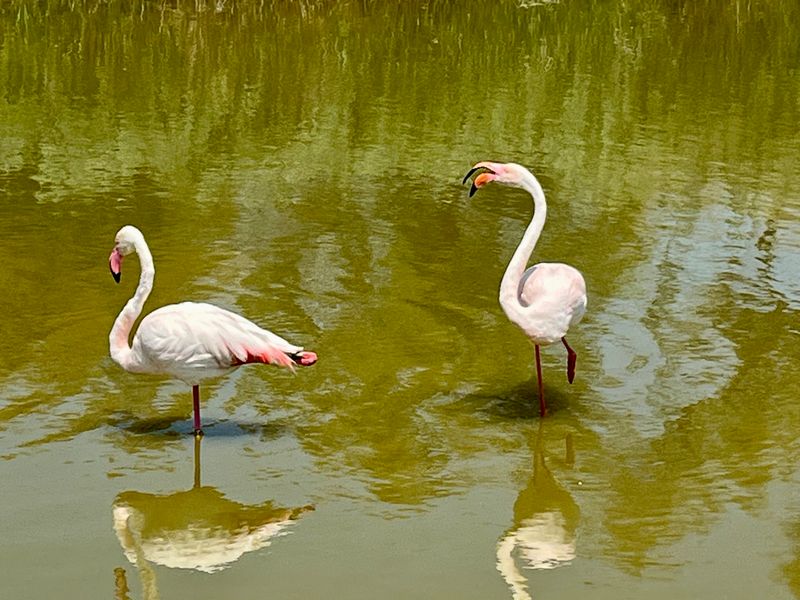 Flamant roses in Camargue