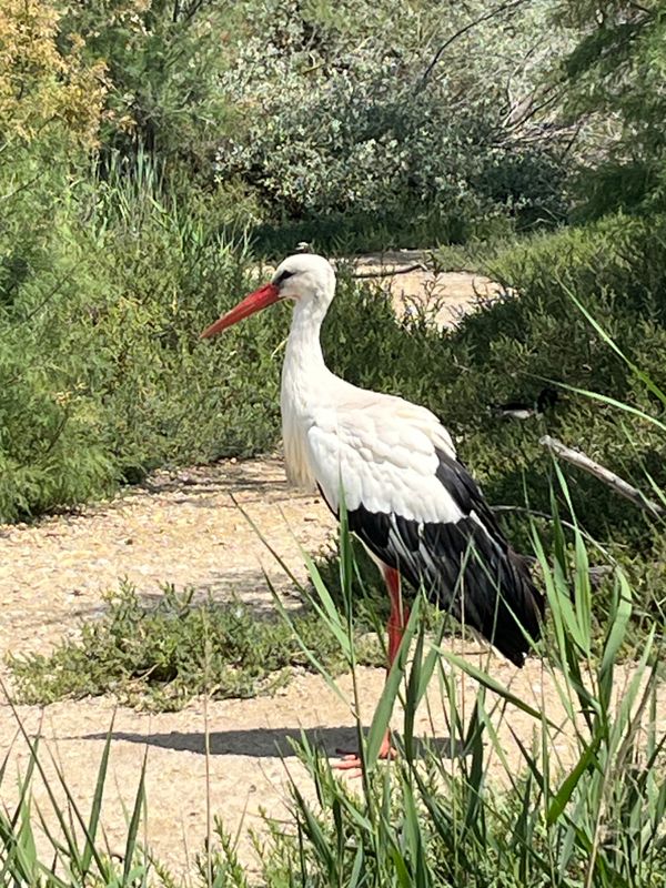 Stork