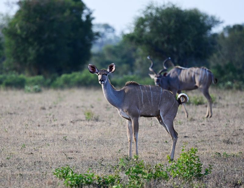 Sabi Sabi Reserve - two Kudus