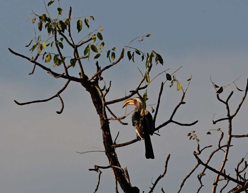Southern Yellow-billed Hornbill