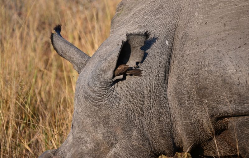 Oxpecker going in for a tick