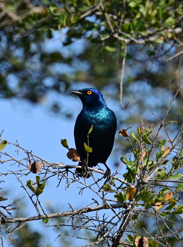 Cape Glossy Starling
