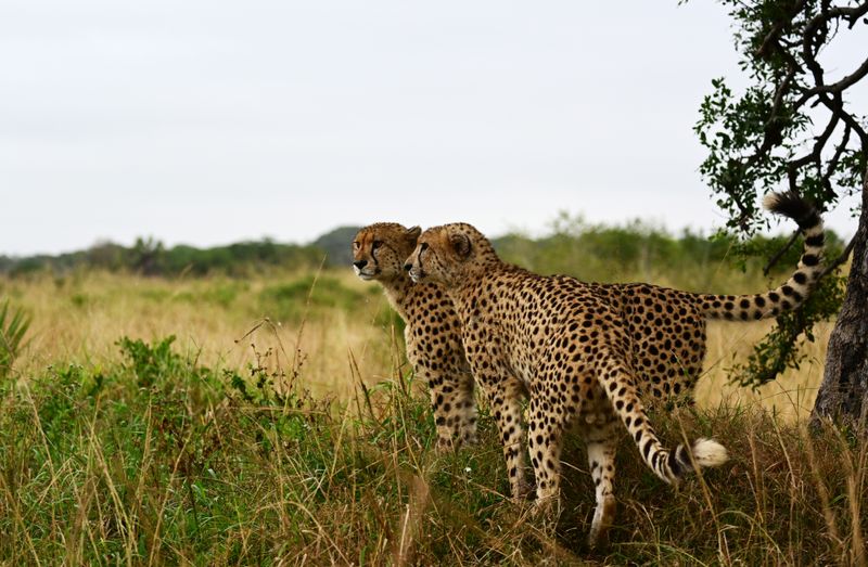 Cheetah brothers, hunting consortium