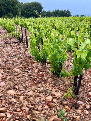 Chateauneuf du Pape vineyards with rocky soil