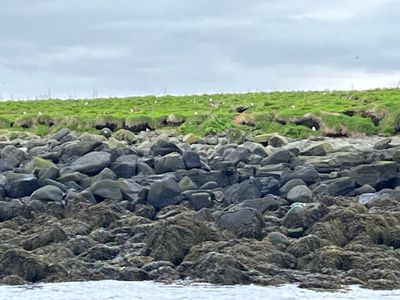 Puffin colony