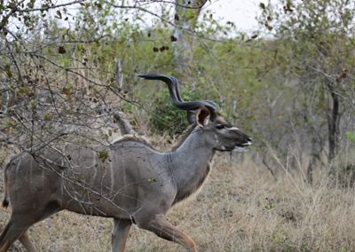Kudu