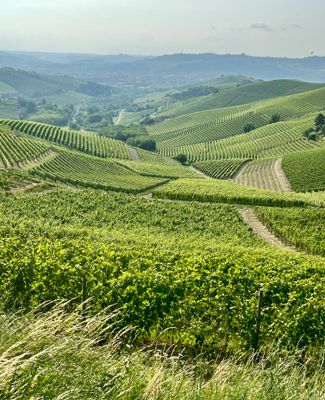 Rabaja vineyard, Barbaresco
