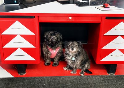 Luna and Eclipse, Becki's Security Detail. 