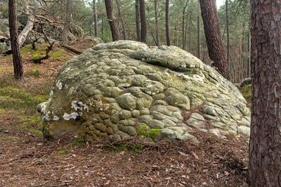 En fort de Fontainebleau ...