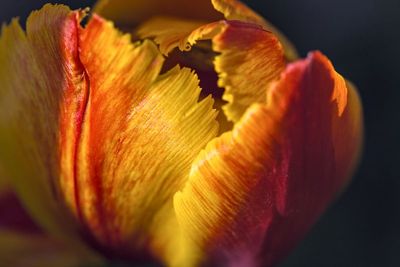 Fleurs du jardin - Garden flowers