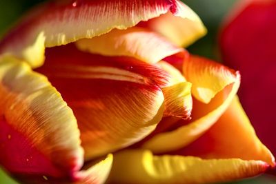 Tulipe - Tulip_3589Do.jpg