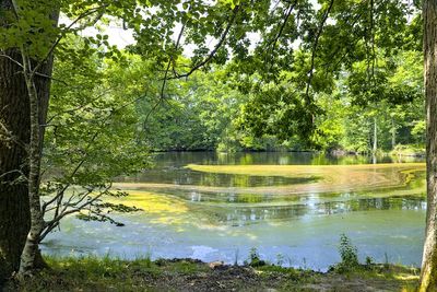 Mare aux Eves_4578D.jpg