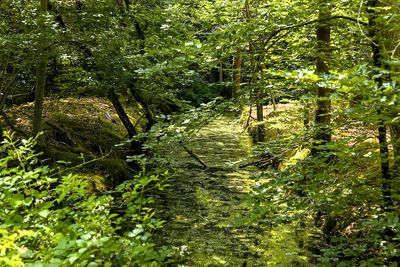 En forêt de Fontainebleau ...