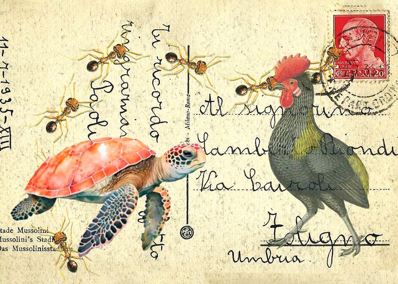 Ants Turtle Rooster copy.jpg