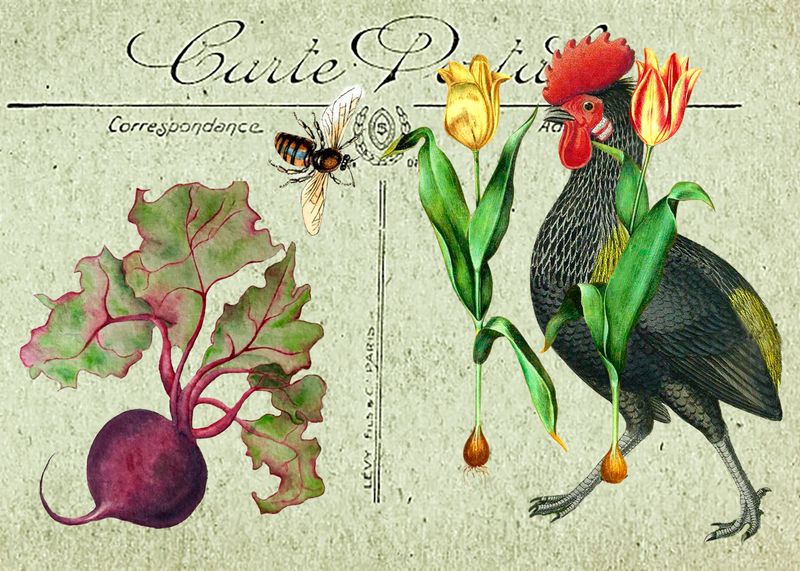 Beet Rooster Tulips copy.jpg