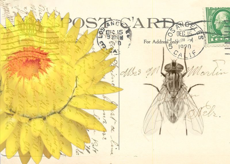 Postcard Fly and strawflower copy.jpg