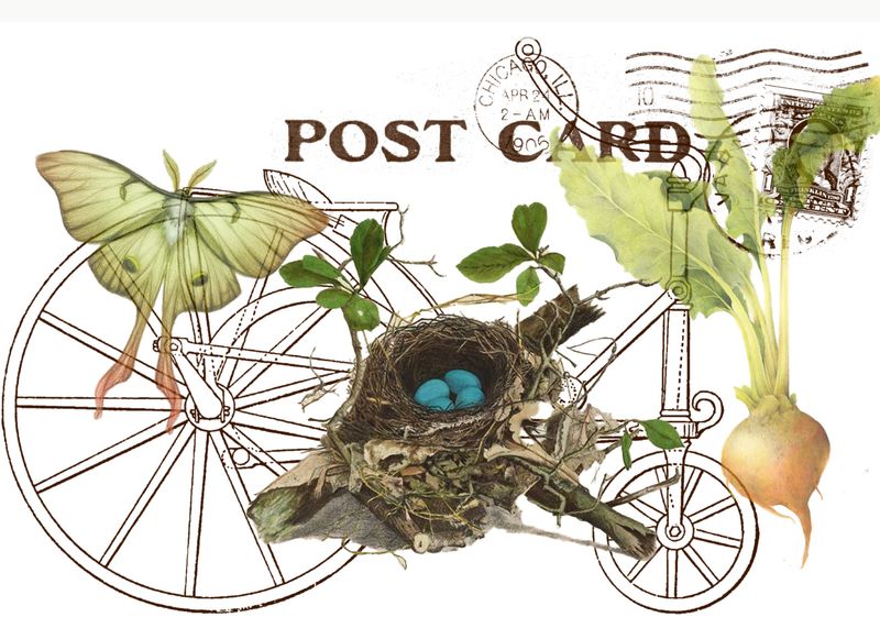 Postcard Moth Nest Onioncopy.jpg