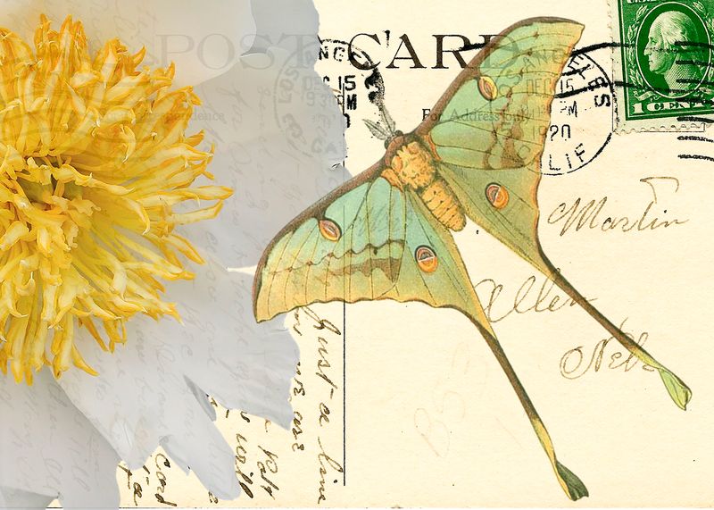 Vintage Postcard Butterfly PeonyU.jpg