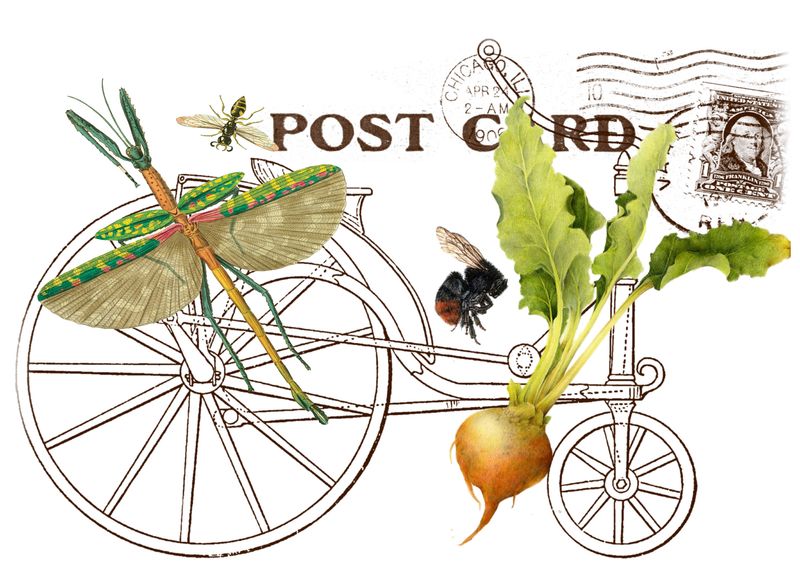Bug Bee Onion.jpg