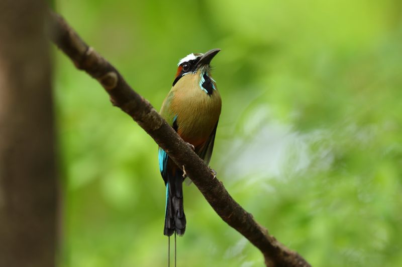 Turquoise-Browed Motmot