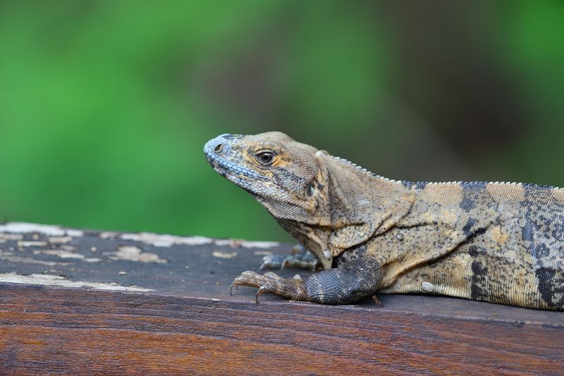 Black iguana