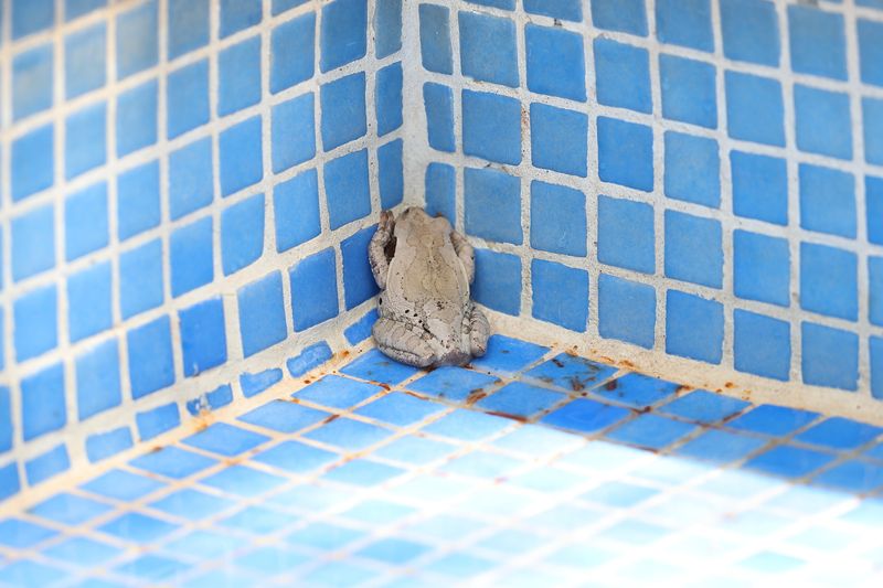 Grey Treefrog