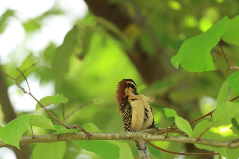 Rufous-naped Wren
