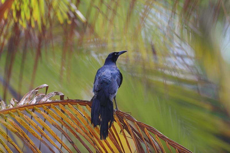 Great-Tailed Grackle