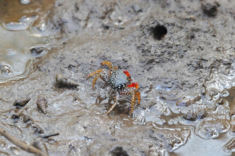 mangrove crab