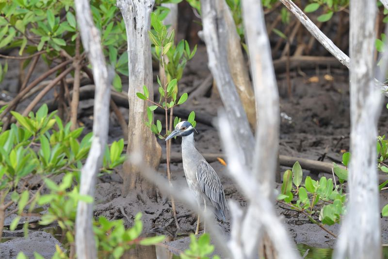yellow crowned night heron