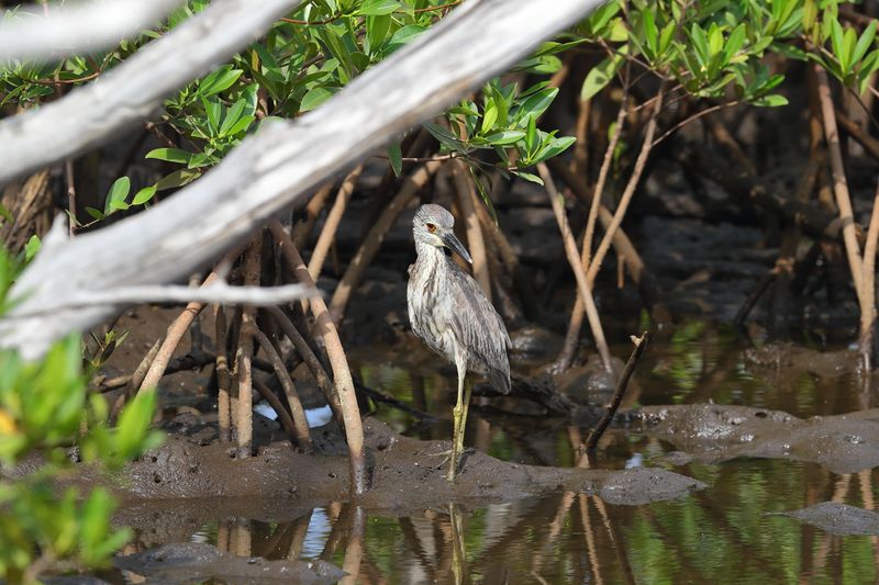 yellow crowned night heron