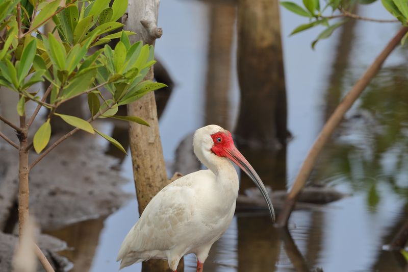 ibis