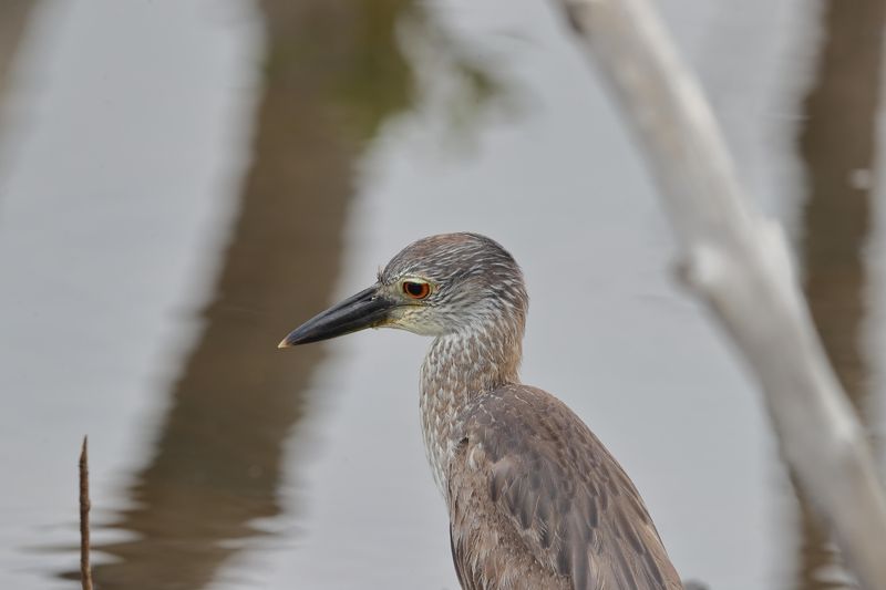 juvenile yellow crowned night heron