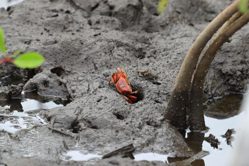 Fiddler crab?