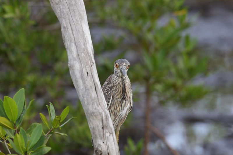 juvenile yellow crowned night heron